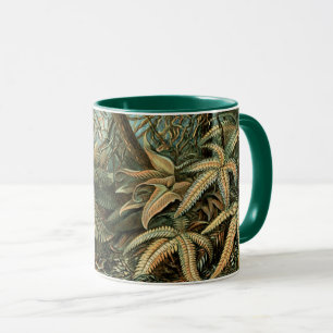 Taza Filicinae por Ernst Haeckel, Plantas de helechos a