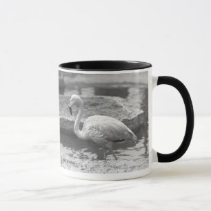 Taza Flamenco que vadea en el agua B&W