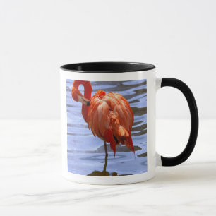 Taza Flamingo en una pierna en el agua