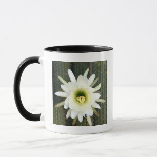 Taza Flor de Cactus Reina de la Noche, Región de Karoo
