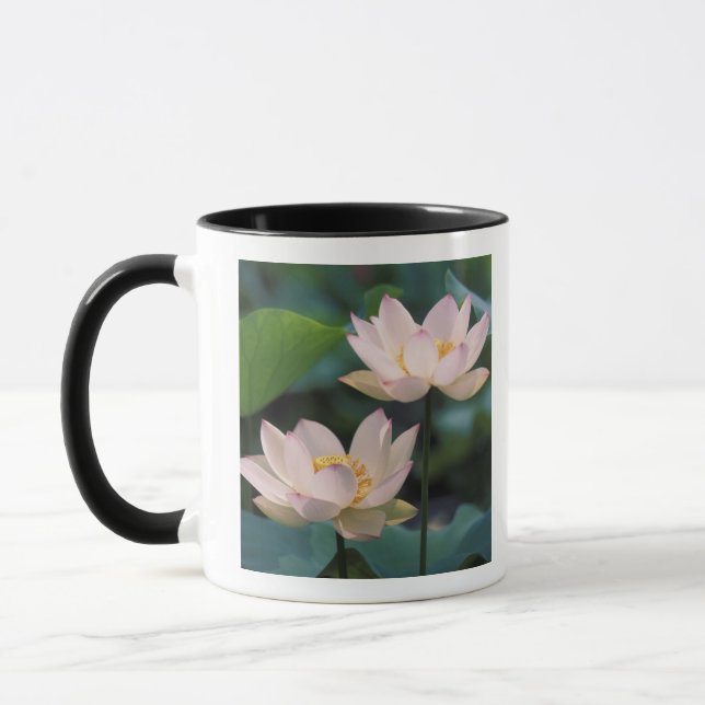 Taza Flor de loto en flor, China (Izquierda)