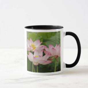 Taza Flor de Lotus, Nelumbo nucifera, China 2