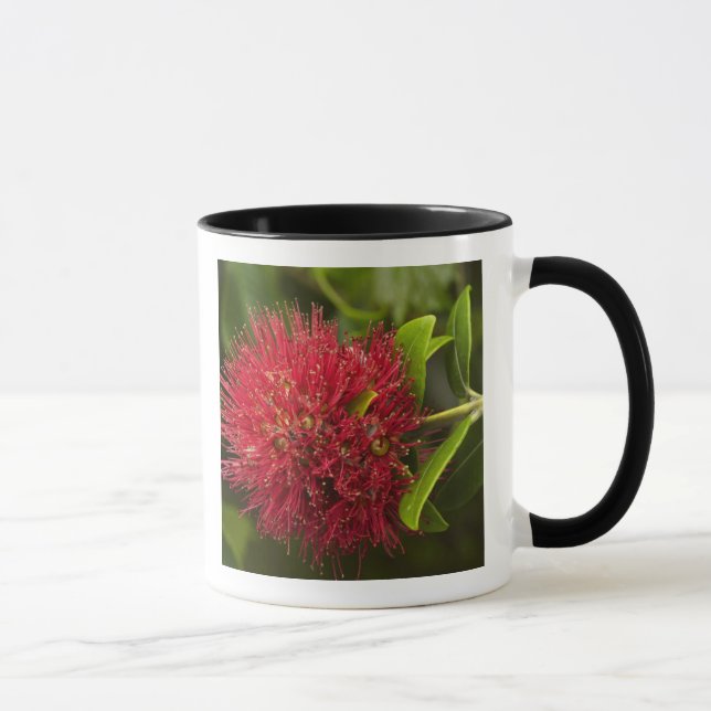 Taza Flor de Pohutukawa, Dunedin (Derecha)