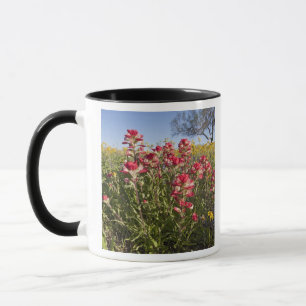 Taza Flores silvestres en la carretera en Texas, primav