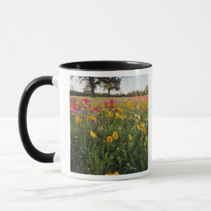 Taza Flores silvestres en la carretera en Texas, primav
