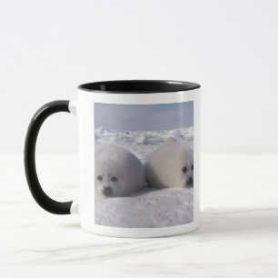 Taza Foca de Groenlandia (Phoca groenlandica) Crías de