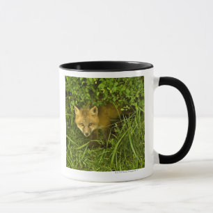 Taza Fox rojo joven que sale de la ocultación en