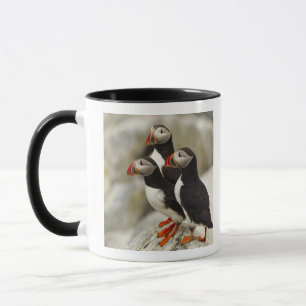 Taza Frailecillos atlánticos en la Isla Machias Seal