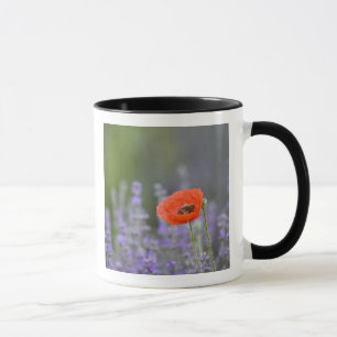 Taza Francia, Provenza. Amapola solitaria en campo de