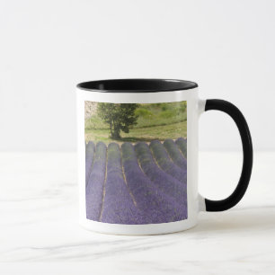 Taza Francia, Provenza. Filas de lavanda en flor.