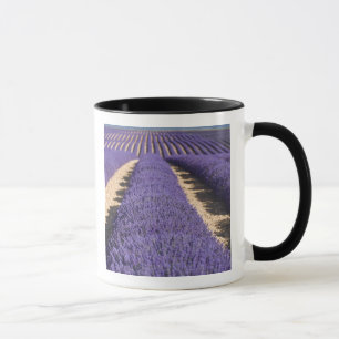 Taza Francia, Provenza. Filas de lavanda en flor.3