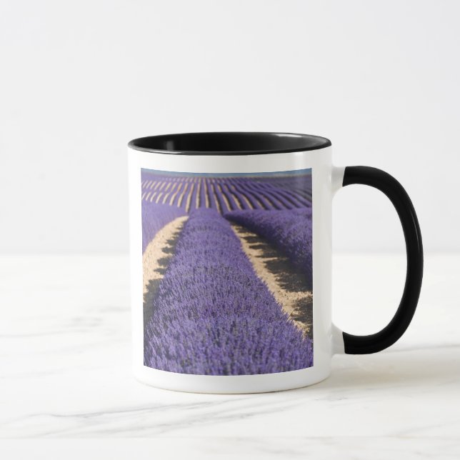 Taza Francia, Provenza. Filas de lavanda en flor.3 (Derecha)