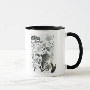 Taza Fucus de Conferra