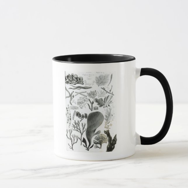 Taza Fucus de Conferra (Derecha)
