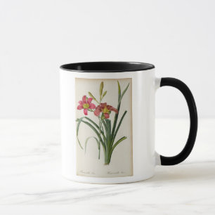 Taza Fulva del Hemerocallis, de "Les Liliacees", 1805