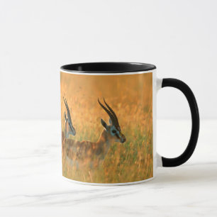 Taza Gacela de Thomson (Gazella Thomsonii) al amanecer