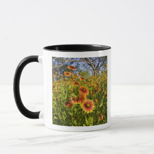 Taza Gaillardia pulchella flores silvestres