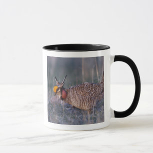 Taza Gallina de pradera menor, Tympanuchus