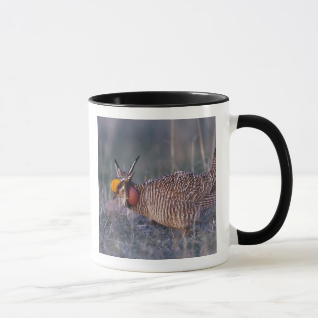 Taza Gallina de pradera menor, Tympanuchus (Derecha)