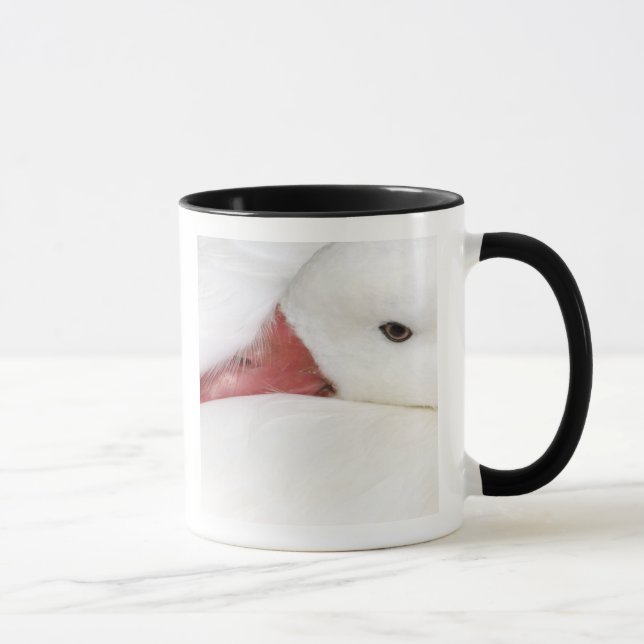 Taza Ganso de las nieves Chen caerulescens (Derecha)