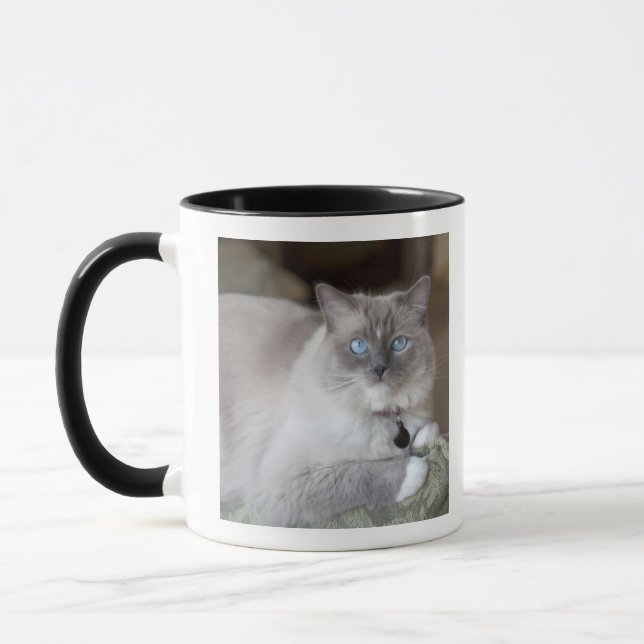 Taza Gata Ragdoll hembra (Izquierda)