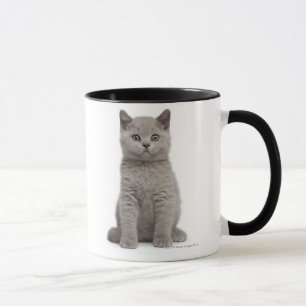Taza Gatito británico de Shorthair (10 semanas de