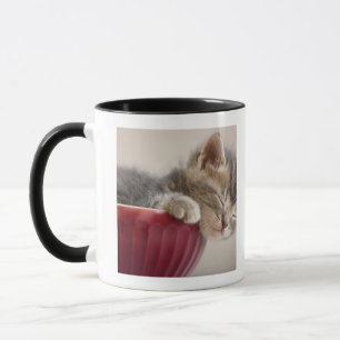 Taza Gatito que duerme en cuenco