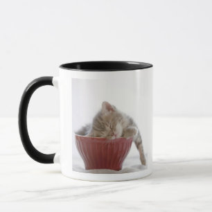 Taza Gatito que duerme en cuenco