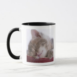 Taza Gatito que duerme en el cuenco 2