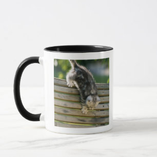 Taza Gatito que se mueve abajo en banco