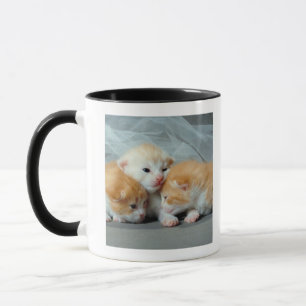 Taza Gatitos anaranjados de la piel