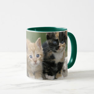 Taza Gatitos de granero en una manta de caballo