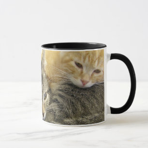 Taza Gatitos del refugio