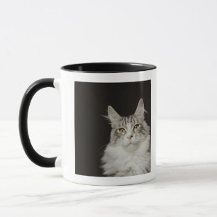 Taza Gato de Coon adulto de Maine