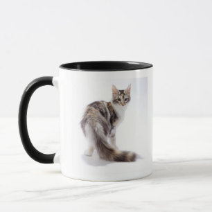 Taza Gato de Coon de Maine