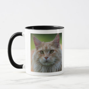 Taza Gato de coon principal