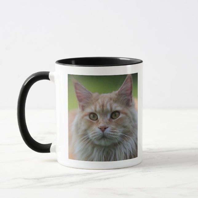 Taza Gato de coon principal (Izquierda)