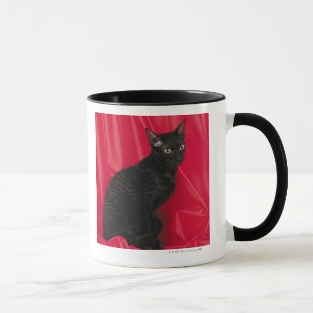 Taza Gato de Cornualles del rex (Derecha)