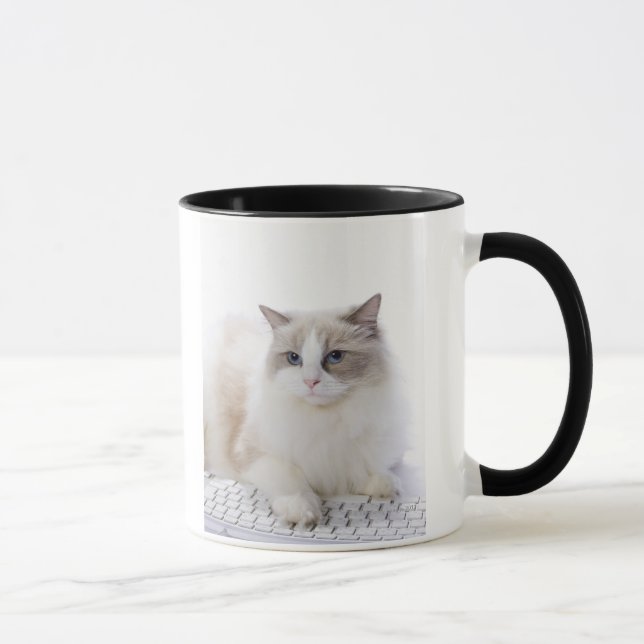 Taza Gato de Ragdoll en el teclado de ordenador (Derecha)