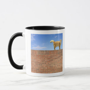 Taza Gato del jengibre que se coloca en la pared de