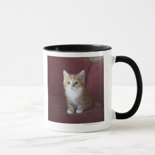 Taza Gato en el sofá