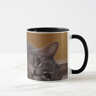 Taza Gato en la actitud linda que miente en el piso
