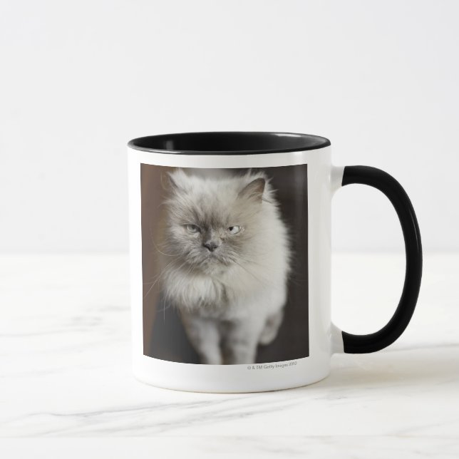 Taza Gato Himalayan del punto azul que parece irritado (Derecha)