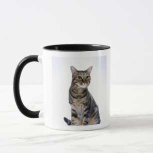 Taza Gato japonés en el fondo blanco