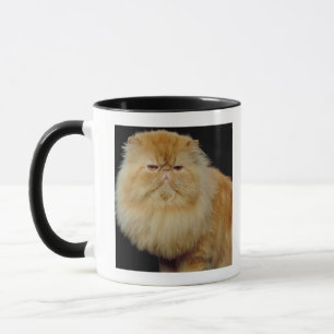 Taza Gato largo ruso del pelo