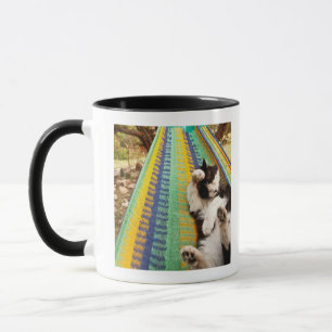 Taza Gato que miente en hamaca mexicana maya