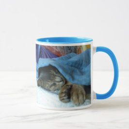 Taza Gatos abisinos