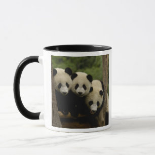 Taza Gigantes pandas bebés Ailuropoda melanoleuca)