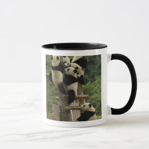 Taza Gigantes pandas bebés Ailuropoda melanoleuca)