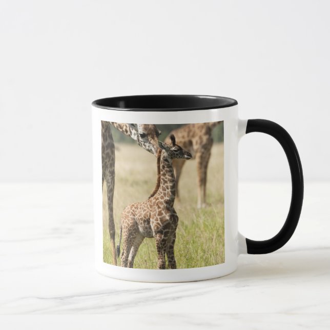Taza Giraffias masai, camelopardalis Giraffa 2 (Derecha)